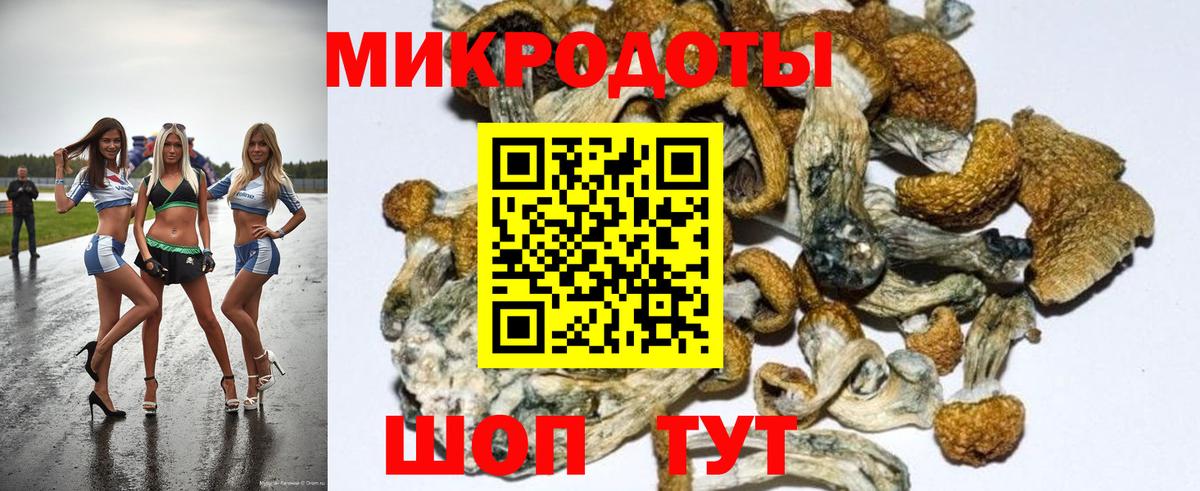 Псилоцибиновые грибы Cubensis Каменка